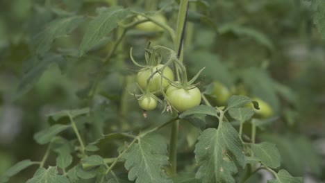 Nahaufnahme-Von-Grünen-Tomaten,-Die-An-Der-Rebe-Wachsen,-Mit-üppigem-Laub-In-Einer-Gartenumgebung