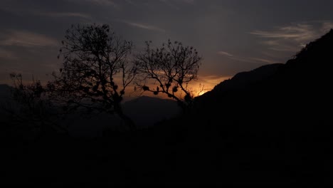 Escena-Aérea-Con-Un-árbol-Y-Una-Puesta-De-Sol