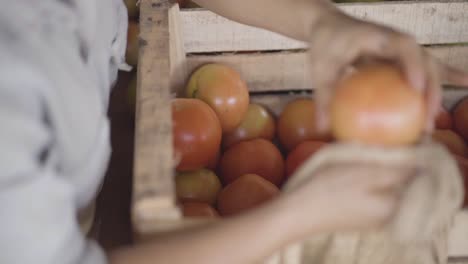 Persona-Limpiando-Tomates-Recién-Cosechados-De-Una-Caja-De-Madera.