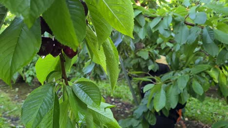 Cherry-harvest-delights-in-Cromwell,-New-Zealand