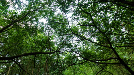 POV-shot-floating-on-a-river,-under-tree-branches-in-dense-African-jungle