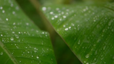 Raindrops-rest-on-vibrant-green-leaves-in-a-close-up-shot