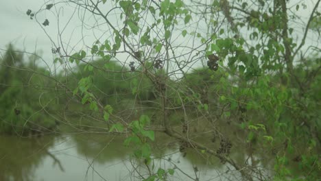 Lush-green-branches-over-a-tranquil-river-in-a-serene-natural-setting