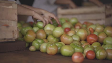 Freshly-harvested-tomatoes-being-sorted-on-a-wooden-table