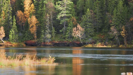 Ein-Ruhiger-See,-Dessen-Ufer-Mit-Verdorrtem-Gras-Geschmückt-Sind,-Während-Ein-Bezaubernder-Herbstwald-Eine-Atemberaubende-Kulisse-Bietet