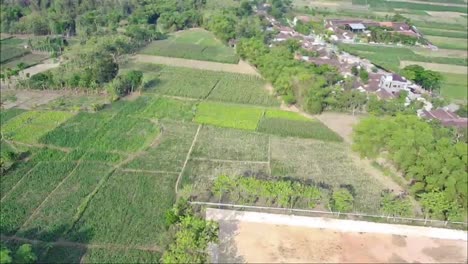 Ländliche-Gegend-Und-Felder-Landen-In-Banjarejo,-Blora,-Zentral-Java,-Indonesien