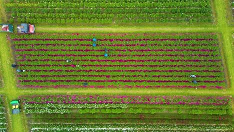 Una-Vista-Tranquila-De-Un-Campo-De-Flores-En-Lo-Alto