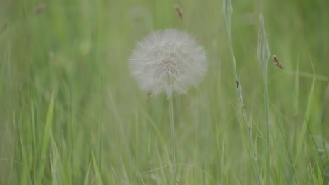 Dandelion-During-Summer-in-Colorado,-Beautiful-White-Fluffy-Dandelion