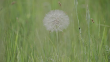 Löwenzahn-Im-Sommer-In-Colorado,-Schöner-Weißer-Flauschiger-Löwenzahn