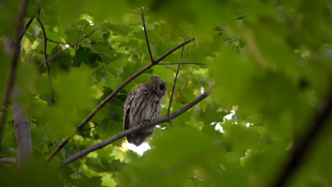 A-perched-eastern-screech-owl-abruptly-turns-its-head