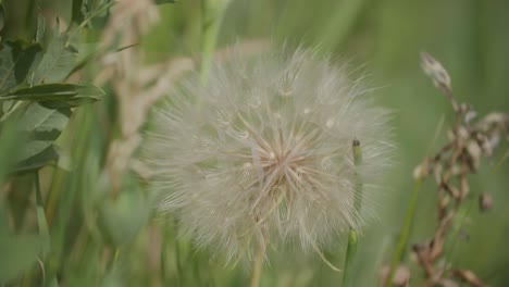 Diente-De-León-En-Boulder-Colorado,-Gran-Flor-De-Diente-De-León,-Flores-Silvestres-De-Colorado