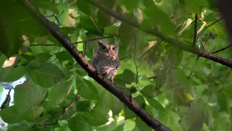 A-robin-dive-bombs-an-eastern-screech-owl-perched-on-a-branch