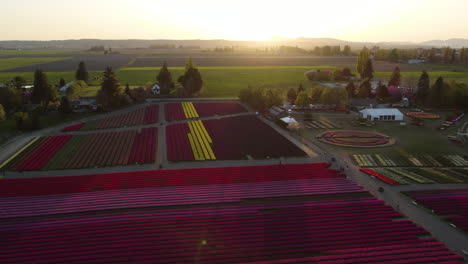 Aerial-descending-shot-of-vibrant-tulip-fields,-warm-spring-sunset-in-WA,-USA