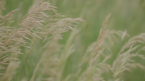 Colorado-Native-Grasslands,-Close-up-of-Perennial-Grasses,-Cool-Season-Plants-on-Colorado-Front-Range