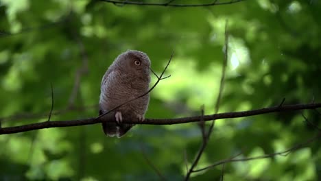 An-eastern-screech-owlet-looks-around-while-perched-on-a-branch-after-sunset