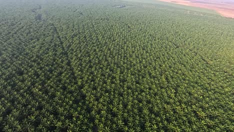 Helikopteraufnahmen-Einer-Kochbananenplantage-In-Guatemala