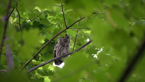A-screech-owl,-perched-among-green-leaves,-calls-out-to-its-mate