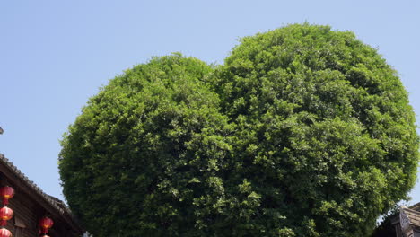 Famous-heart-shaped-tree-in-Sanfang-Qixiang,-Fuzhou-City,-China