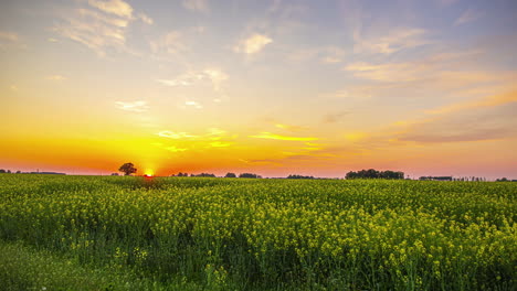Sunset-time-lapse-above-rapeseed-crop-flowers---wide-angle