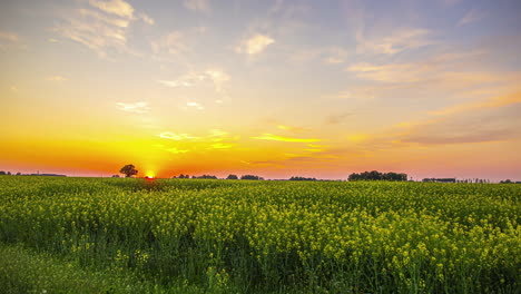 Zeitraffer-Des-Sonnenuntergangs-über-Rapsblüten---Weitwinkel