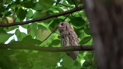 An-eastern-screech-calls-to-its-mate-before-ruffling-its-feathers-and-shaking-its-head