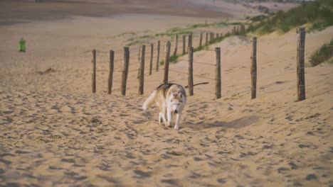 A-dog-walking-on-the-beach