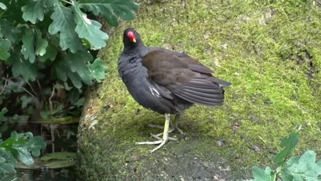 A-single-adult-Moorhen,-Gallinula-chloropus,-preening-itself-on-a-tree-trunk-by-a-canal