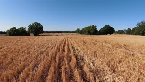 Volando-Bajo-Sobre-Los-Campos-De-Cereales-Cosechados-En-El-Otoño