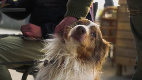 Ein-Hund,-Der-Von-Seinem-Besitzer-Gestreichelt-Wird