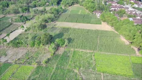 Ländliches-Gebiet-Und-Landwirtschaftliche-Flächen-In-Banjarejo,-Blora,-Zentral-Java,-Indonesien