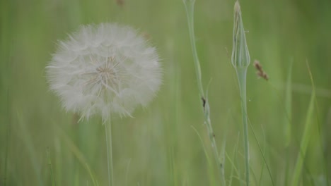 Dandelion-in-Boulder-County-Colorado,-Native-Species,-Summer-Season-Growth