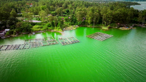 Fish-farming-cages-on-edge-of-polluted-Lake-Batur-in-Bangli-district,-aerial