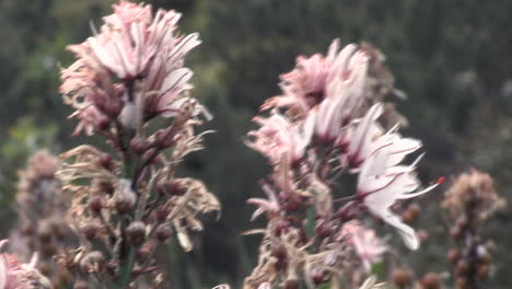 Asphodel-It-is-a-herbaceous-plant-with-a-tuberous-root,-native-to-the-Mediterranean-basin-and-Asia