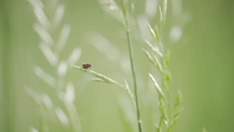 Red-Milkweed-Beetle-in-Boulder-County-Colorado,-Insects-in-the-Front-Range,-Wildlife