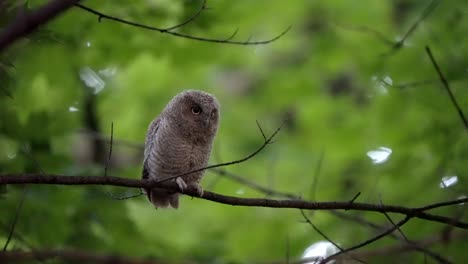 An-eastern-screech-owlet-bobs-its-head-up-and-down-while-perch-on-a-branch-at-dusk
