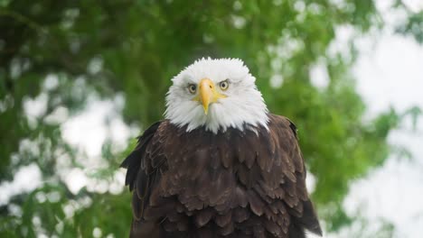 águila-Calva-De-Cerca-Mirando-A-La-Cámara