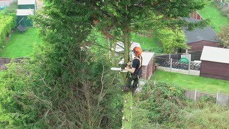 Fantastic-clip-of-a-tree-surgeon-preparing-a-55'-tree-for-felling,-removing-the-branches