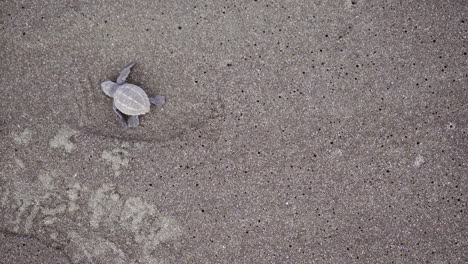 Olive-ridley-sea-baby-turtle,-Lepidochelys-olivacea,-crawling-at-the-nesting-beach-of-Ostional-Wildlife-Refuge,-Guanacaste,-Costa-Rica