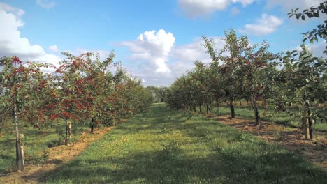 Flying-through-a-field-of-cherry-trees