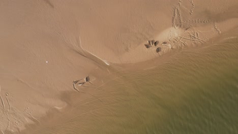 Eine-Gruppe-Robben-Genießt-Die-Sonne-Auf-Einer-Sandbank-Neben-Der-Friesischen-Insel-Borkum-In-Der-Nordsee