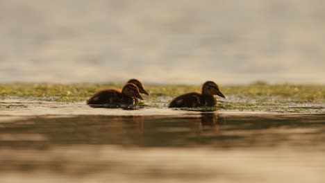 Young-ducklings-foraging-and-swimming-among-river-algae-and-water-plants,-close-up