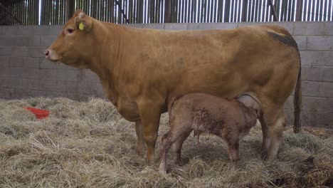 A-new-born-calf-taking-first-colostrum-milk-from-a-Limousin-cow