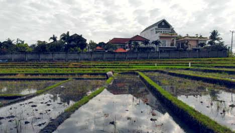 A-farmer-cleaning-out-a-not-yet-planted-rice-paddy