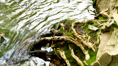 Agua-Que-Fluye-En-Un-Arroyo-Con-Musgo-Creciendo-En-La-Orilla-Con-Raíces-De-árboles