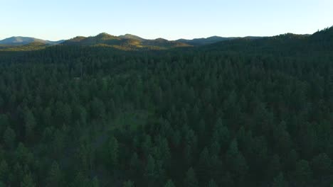 Aerial-parallax-shot-of-ponderosa-pine-trees-in-the-Black-Hills