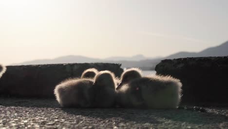 Canada-geese-ducklings-busking-in-the-sun-on-a-rock-pavement