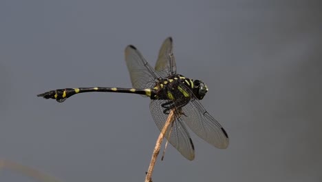 Die-Gemeine-Flanschschwanzlibelle-Kommt-Häufig-In-Thailand-Und-Asien-Vor