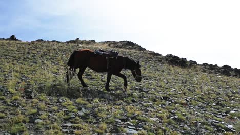 Mongolian-nomadic-tribe-horse-in-Steppe-grassland,-Bayan-Olgii,-Altai-Mountains