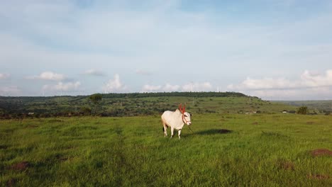 Un-Toro-En-La-India-Rural-Cerca-De-Las-Tierras-De-Cultivo-En-Un-Día-Agradable---4k