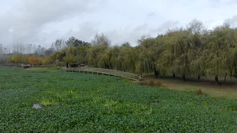 Aerial-view-of-a-lake-shore-full-of-water-hyacinths-and-a-wood-walkway-and-wood-deck